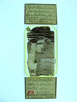 Antique Microscope Slide By W.Hemingway.  Fossils In Coal. Lepidodendron • $6.22