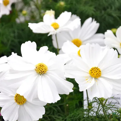 Cosmos Sonata White Mini Bedding Basket Plug Plants X 12 For Potting On • £14.99