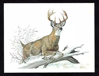 Vintage 1970's JUMPING WHITE TAIL DEER Buck Wildlife Art Print - 4 1/4  X 5 1/2  • $7.95