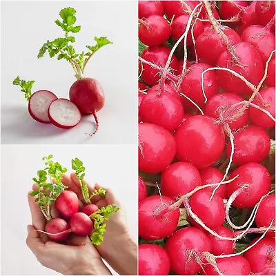 Radish CHERRY BELLE 50+ Seeds HEIRLOOM Vegetable Garden ALL SEASON Veg EASY GROW • $4.99