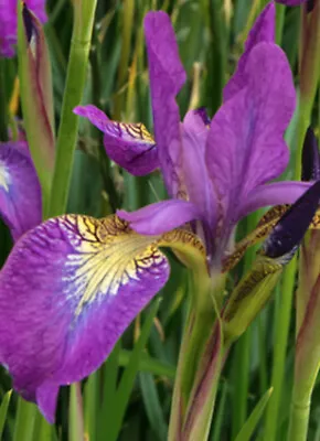 Iris Sibirica Sparkling Rose Pink/lilac Flowering Moisture Loving Bog Plant • £7.97