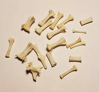 18 Real Grey Fox Tail Vertebrae Bones Craft Mountain Man Jewelry Oddity Science! • $23