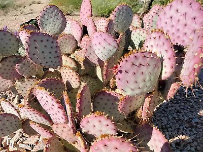 £25 • Buy PRICKLY PEAR  OPUNTIA 'SANTA  RITA'   RARE Rooted Cutting AVAILABLE