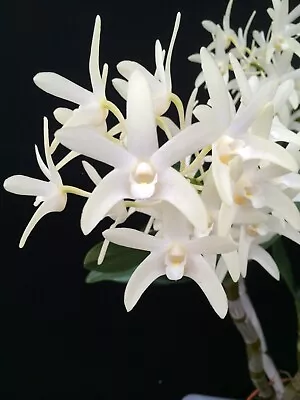 Dendrobium Gretta Snow 'Sarsfield' 68mm Pot • $25