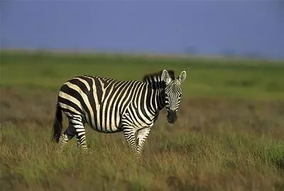 BEAUTIFUL ZEBRA GLOSSY POSTER PICTURE PHOTO Animals Africa Wild Stripes Cool 137 • $12.99