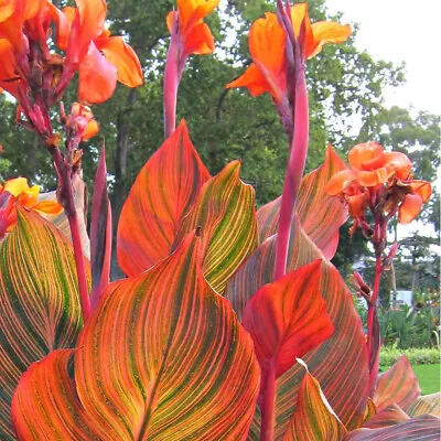 Canna Tropicanna - Canna Lily - Plant In 2 L Pot • £22.95