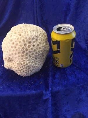 $55 • Buy Brain Coral Fossil 5.4 Lbs