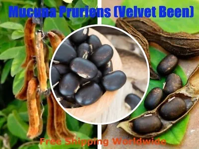 Mucuna Pruriens-Velvet Bean Seeds Tropical Been Plant For Healthy Life 100% New • $8.95