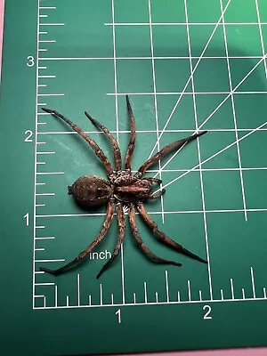 Florida Wolf Spider Wet Specimen Oddities Taxidermy Mummified #42 • $10