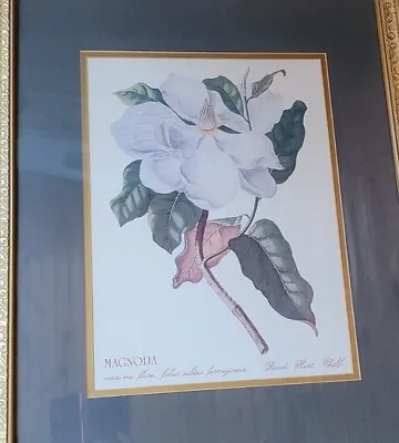 Rand. Hort. Chelf Magnolia Maximo Flore Print In Frame - 22x18 - Ready To Hang • $99.99