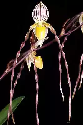 $55 • Buy Paphiopedilum Philippinense Orchid In 68mm Pot