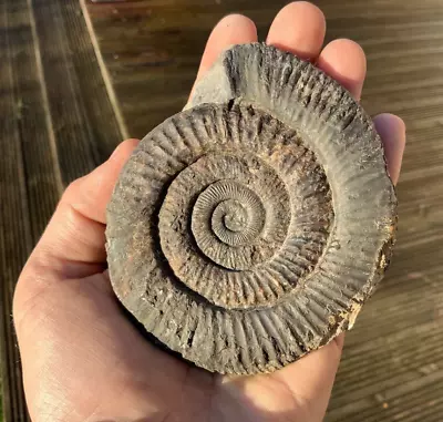 Huge Dactylioceras Sp Fossil Ammonite Whitby Yorkshire Coast UK Specimen • $31.02