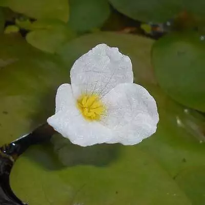 £3.75 • Buy 3 - 50 X Frogbit Floating Aquatic Plants. JUST DROP IN TANK OR POND. POND PLANTS