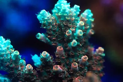 TSA Bill Murray Acro CTO From Colony IN PICTURE-LIVE CORAL-FRAG-SPS LPS ZOAS • $80