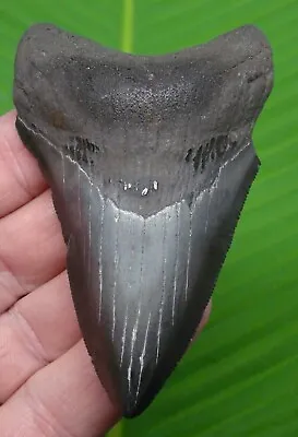 MEGALODON SHARK TOOTH  -3 & 5/8 In. - SHARKS TEETH  - MEGLADONE • $59