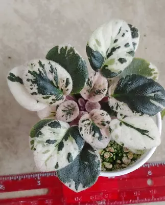 African Violet Plant -- Hector  ~ Variegated Semi ~ Actual Plant • $13