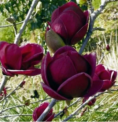 Black Tulip Tree Magnolia Genie LARGE Flowers Hardy Flowering Shrubs 2-3L Pot • £46.75