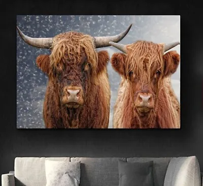 £11.99 • Buy Gorgeous Highland Cows Couple DEEP FRAMED CANVAS WALL ART PICTURE Or PAPER PRINT