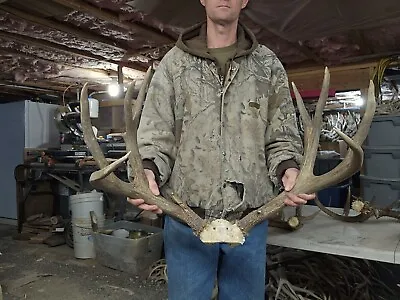 Huge 172” Mule Deer Rack Set Antlers Sheds Horns Elk Moose Rack • $375