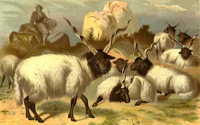 1885 Vintage Print Wallachian Sheep In The Forest Antique Illustration Plate • $24.88