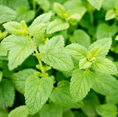 Herb Honeysuckle - Lemon Balm 500 Seeds • £3.95