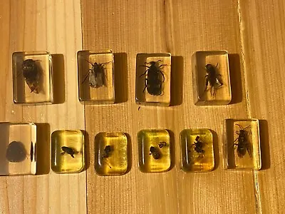 Vintage Insect Bugs In Acrylic Lucite Resin Block Bundle Lot • $65