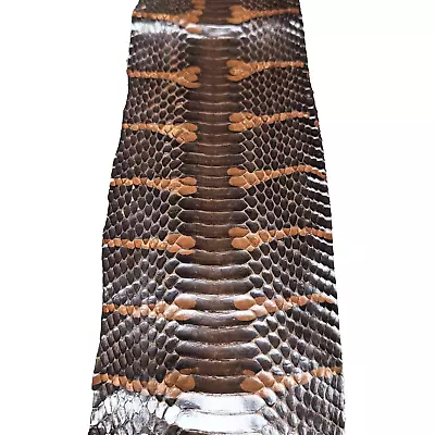 Unbreached Mangrove Snake Skin Snakeskin Dyed Brown 50  X 4.75  • $22.85