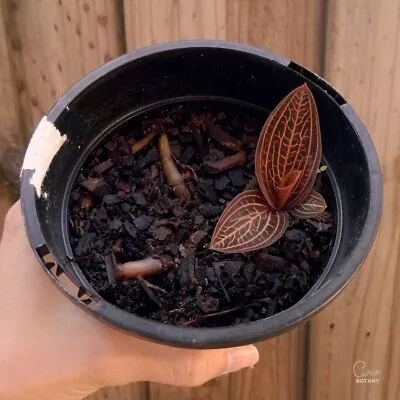 Ludochilus Dominyi Hybrid - Jewel Orchid - Indoor Terrarium Plant • $15