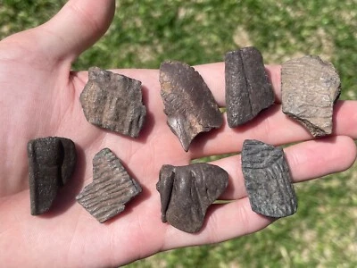 $19.99 • Buy Florida Fossil Turtle Shells LOT  Pleistocene Mammoth Age Bone