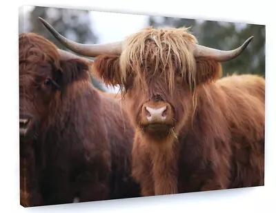 Highland Cow Canvas Picture Print Wall Art Framed 20 X30  • £21.95