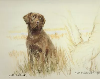 £17.95 • Buy Chocolate Labrador Print, Chocolate Labrador Picture,Gill Evans AP11P