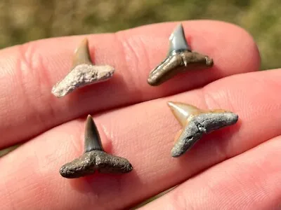 Florida Fossil Sharks Teeth LOT OF 4 Megalodon Age Collection Shark Tooth • $9.99