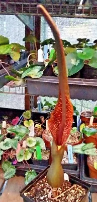 2 SAUROMATUM VENOSUM  Bulbs Voodoo Lily -Big Sale (Amorphophallus Arisaema) • $10