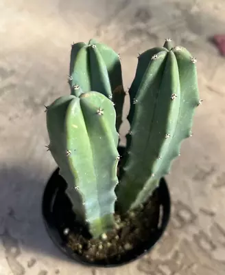 Myrtillocactus Geometrizans 'Blue Candle' 3 Headed Plant Comes In A 3.5  Pot • $15.16