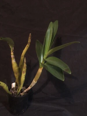$75 • Buy Dendrobium Chrysotoxum