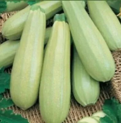 LEBANESE ZUCCHINI SEED Home Vegetable Seeds Courgette Seeds Lebanese Zucchini  • $3