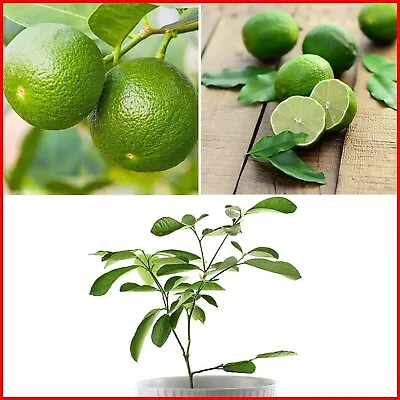 Lime Tree Plant Citrus Fruit Mexican Auranifolia Garden 20-30cm Tall Established • £12.99