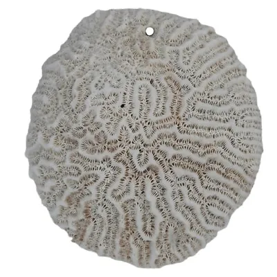 $34.95 • Buy Brain Coral Hag Stone W Worm Hole Natural Fossil Ocean Specimen Rock Adder Shell