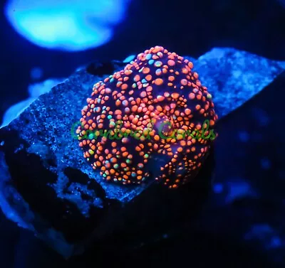 Cornbred's Interstellar Mushroom - WYSIWYG - Frag - LIVE CORAL • $36