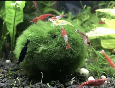 New Marimo Moss 3 Balls 0.5 Inch (1.3cm) (Cladophora) Live Plant Aquarium In USA • $14.95
