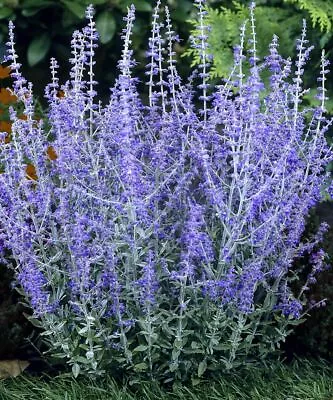 Perennial Plant Perovskia Blue Spire Russian Sage Blue Flowers 9cm Pot • £8.99