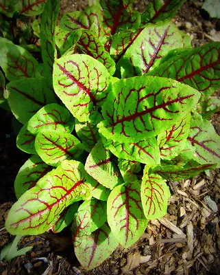 £1.29 • Buy Herb  Sorrel Red Veined 1.2 Gram ~ 1850 Seeds