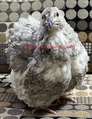 36 Coturnix Quail Hatching Eggs With Rare Colors Mix With Pearl Silver Grau... • $36