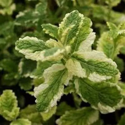 Variegated Pineapple Mint Herb Starter Plant • $5.69