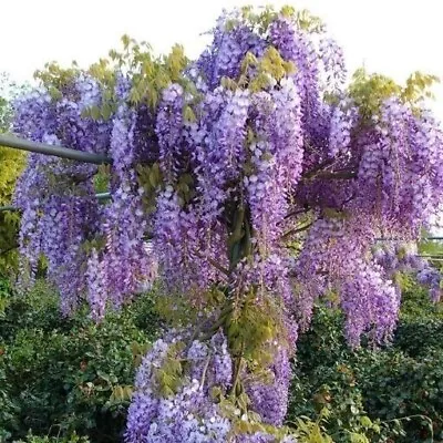 Chinese Wisteria Hardy Garden Shrub Scented Blue Flowering Climbing Plants LARGE • £24.99