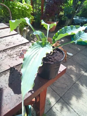 £7.50 • Buy Hosta Blue Cascade