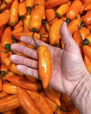 25 SEEDS Aji Amarillo Peppers Garden Fresh Vegetables Healthy Planting • $3.66