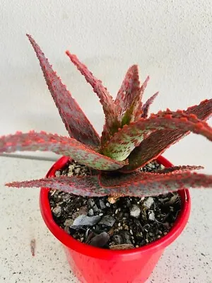 Aloe Fish Series Snapper' Requires Minimal Maintenance Drought-tolerant Plant • $25.90