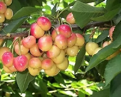 £26.99 • Buy Merton Glory Cherry Fruit Tree 4-5ft Large Cherries With Fabulous Flavour