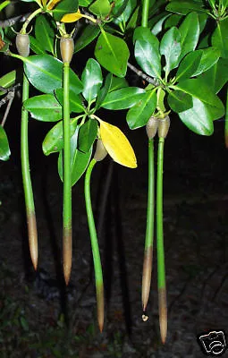 Red Mangrove Plant Rooted 7-12'' Long 9 Months Old X 1 • £6.95